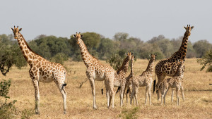 chad-giraffe-family
